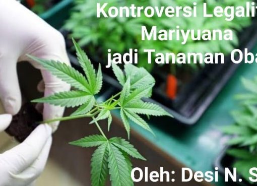 Kontroversi Legalitas Mariyuana jadi Tanaman Obat