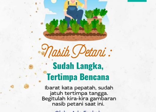 Nasib Petani: Sudah Langka, Tertimpa Bencana