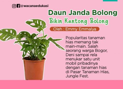 Daun Janda Bolong, Bikin Kantong Bolong