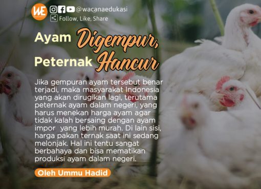 Ayam Digempur, Peternak Hancur