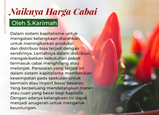 Naiknya Harga Cabai