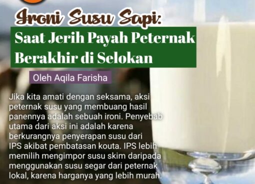 Ironi Susu Sapi: Saat Jerih Payah Petetnak Berakhir di Selokan