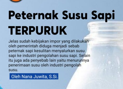 Peternak Susu Sapi Terpuruk